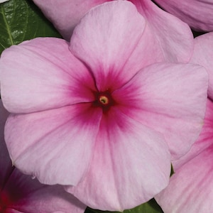 Vinca Seeds Vinca Vitalia Blush 25 thru 100 Seeds Flower Seeds catharanthus roseus