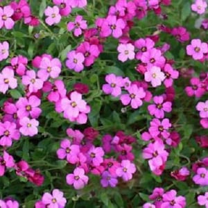 250 Seeds Arabis Rosea Rock Cress (PERENNIAL)