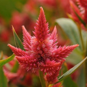 Celosia Seeds 25 Pelleted Seeds Celosia Celway Orange Cockscomb Seeds