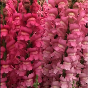 Floral Arrangements 50 Pelleted Snapdragon Seeds Maryland Rose Cut Flower Seeds