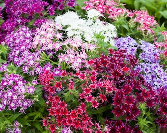 Flower Seeds 50 Phlox Seeds Phlox Popstar Mix F1 Hybrid Garden Flowers Seed Mix