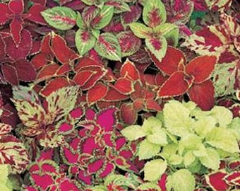 MPB#1 Coleus Seeds 50 Seeds Fairway Mix Flower Seeds