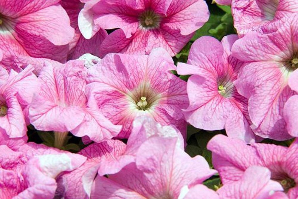 Flower Seeds For Sale Petunia Seeds Tritunia Pink veined 1000 Etsy