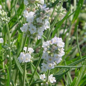 May include: Close-up of white lavender flowers blooming on green stems. The flowers are clustered together in a bouquet-like shape.