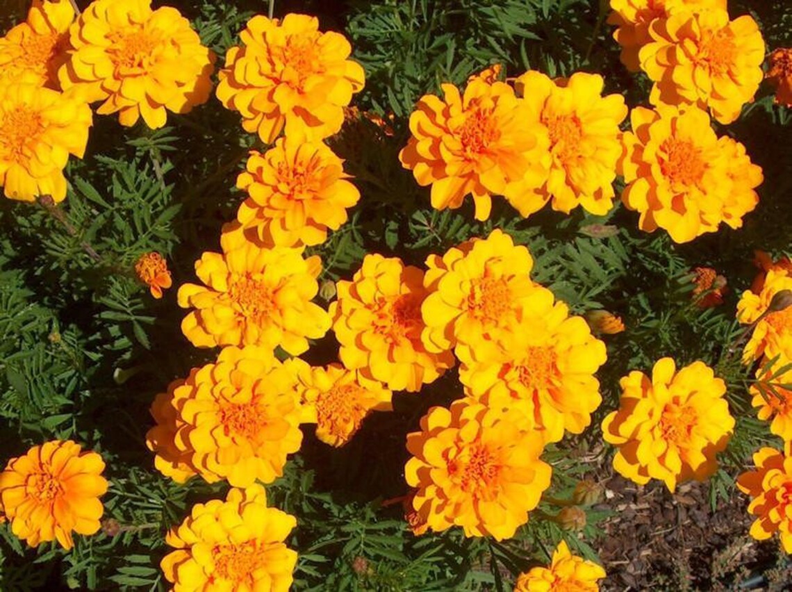 1000 Bulk Marigold Seeds Marigold Durango Gold Etsy