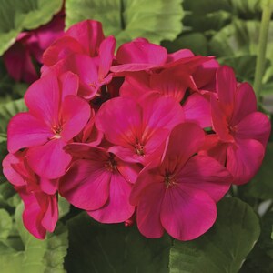 MPB#3 geranium seeds for sale Maverick Violet 100 Bulk Seeds