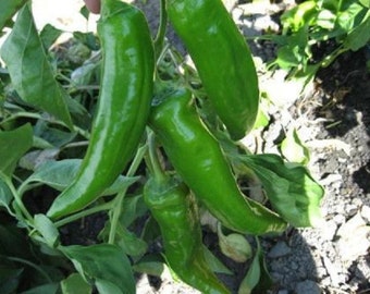 500 Anaheim Chili Pepper Seeds