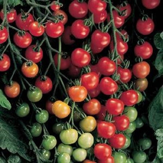 ★TAMATO★ Tomato Sparky XSL F1 Seed – Harris Seeds