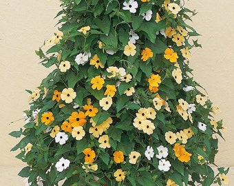 Bulk Thunbergia Seeds Susie Mix 500 Flower Seeds