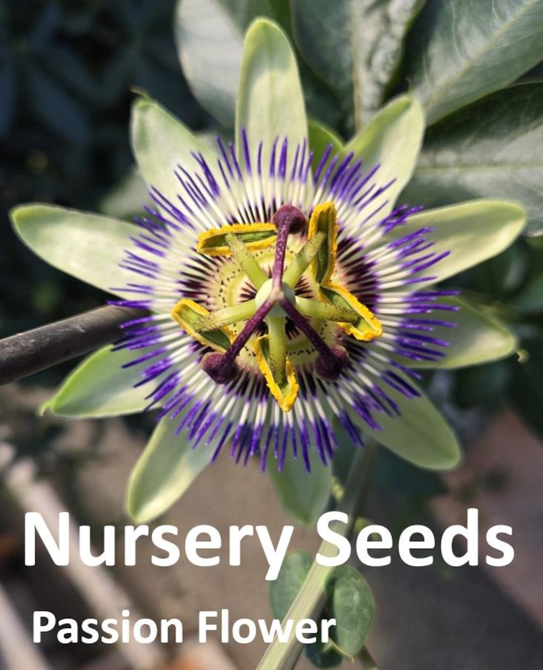 50 Seeds Passion Flower Passion Vine Seed (passiflora Caerulea) - Etsy