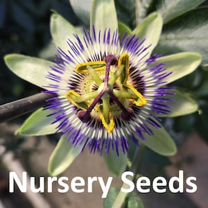 50 Seeds Passion Flower Passion Vine Seed (Passiflora Caerulea)