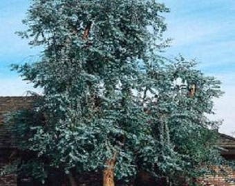 500 Bulk Eucalyptus Seeds Silver Dollar Tree Seeds