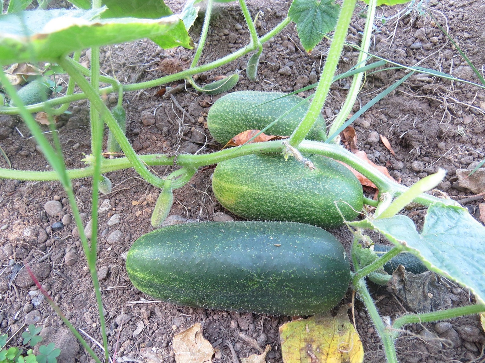 50 Cucumber Seeds Cool Breeze Cucumber F1 Etsy