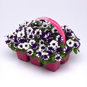 May include: A six-pack of purple and white petunia plants in pink pots with a pink handle. The plants are in a pink plastic tray with the word "WOW" printed on the handle.