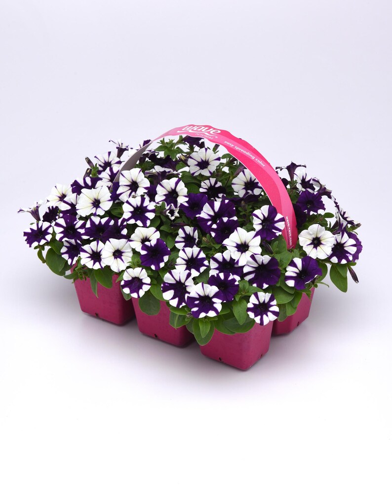May include: A six-pack of purple and white petunia plants in pink pots with a pink handle. The plants are in a pink plastic tray with the word "WOW" printed on the handle.