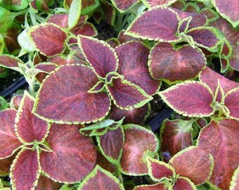 MPB#2 Coleus Seeds 500 Bulk Coleus Seeds Wizard Scarlet