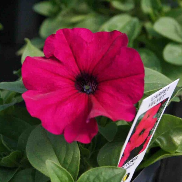 Supertunia Seeds Etsy