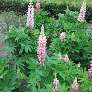 Lupine Seeds Lupini Pink Shades 25 Seeds Perennial Seeds Lupinus Seeds