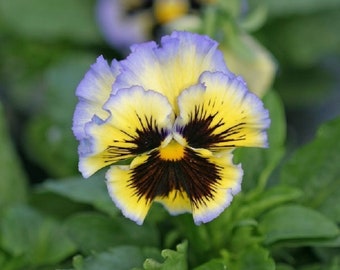 MPB # 3 Pansy Seeds Frizzle Grésillement Jaune Et Bleu Tourbillon 25 Thru 500 Graines que vous choisissez