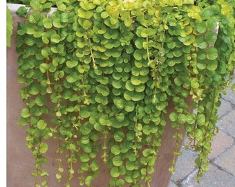 MPB#12 Multi Pelleted Seeds Dichondra Emerald Falls 25 Pelleted Seeds