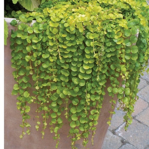 MPB#12 Multi Pelleted Seeds Dichondra Emerald Falls 25 Pelleted Seeds