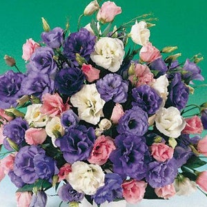 Lisianthus Seeds Echo Mix Flower Seeds 50 thru 500 Pelleted Seeds