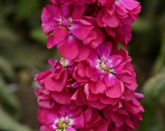 100 Stock Seeds Matthiola Column Miracle Crimson Matthiola Seeds