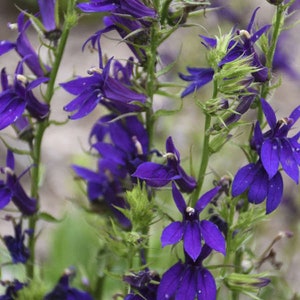Lobelia Seeds 50 Pelleted Seeds Lobelia Starship Blue
