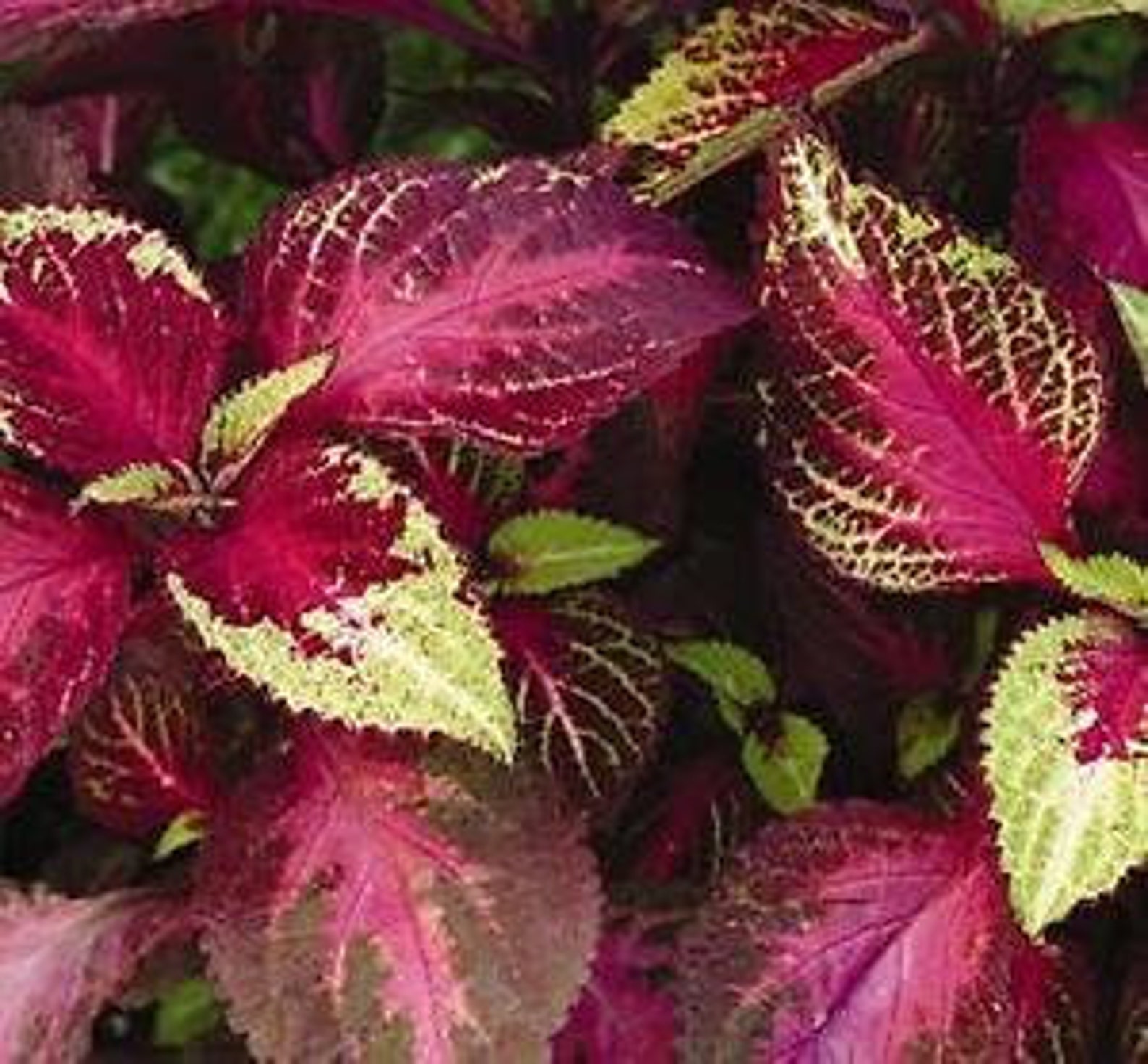 Coleus Seeds Coleus Premium Sun Rose Lime Magic 15 thru 200 Etsy