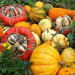 Gourd seeds Large Mix 25 gourd seeds