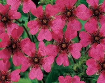 100 Cinquefoil Seeds ( Potentilla Nepalensis ) FLOWER SEEDS