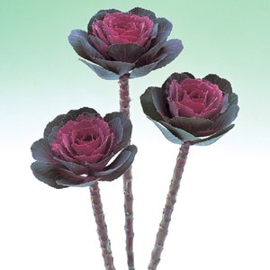 50 Flowering Kale Seeds Flowering Kale Crane Rose Ornamental Kale Seeds