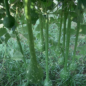 May include: A group of long, green gourds hang from a vine in a field of green grass. The gourds have a speckled pattern and are various sizes.
