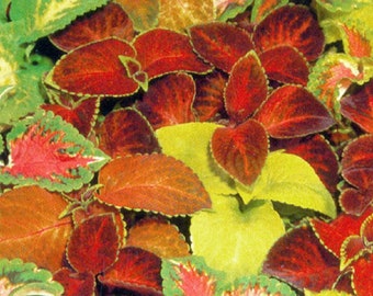 MPB#1 Coleus Seeds 50 Seeds Rainbow Master Blend Flower Seeds