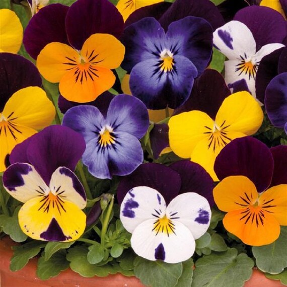 Viola Seeds Sorbet XP Jump up Mix 50 Seeds Viola Sorbet Etsy