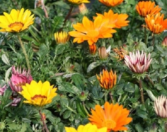 Flower Seeds 50 Gazania Seeds Gazoo Mix Flowers