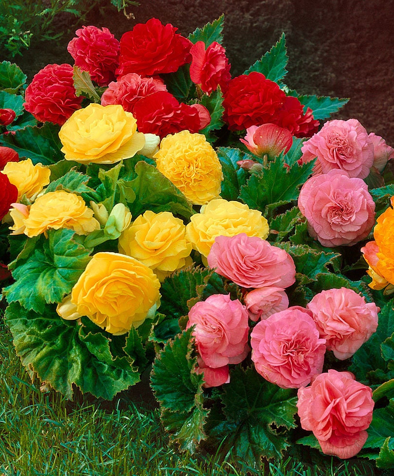 Mpb3 Begonia Seeds Nonstop Mix 15 Thru 250 Pelleted Seeds Etsy Singapore