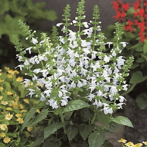 Salvia Seeds Texas Sage Snow Nymph 50 thru 500 Bulk Seeds Hummingbird Plant