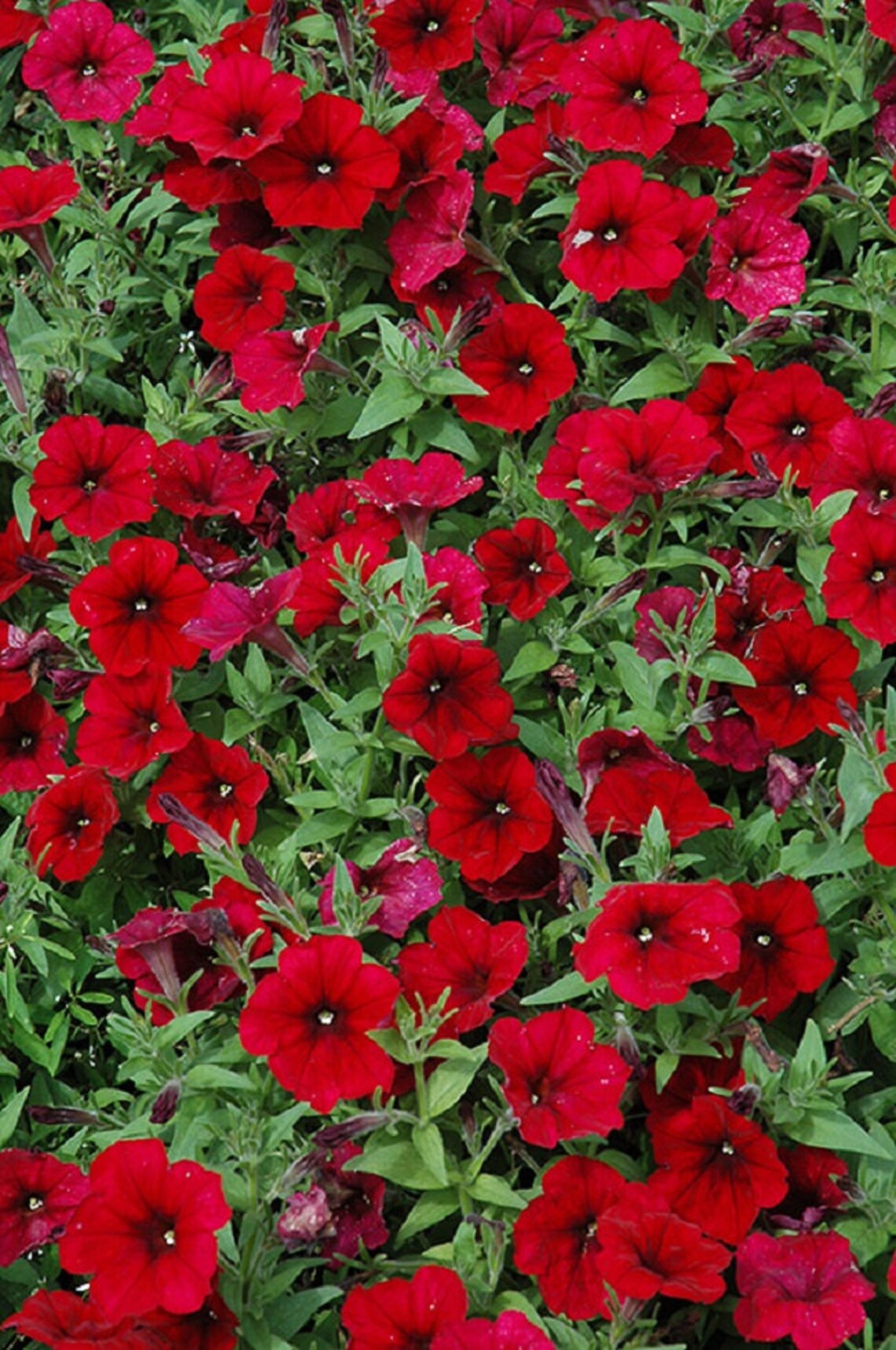 BIN1R8D4 Easy Wave Red Velour Wave Petunia Seed 25 Pelleted Etsy
