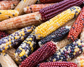 Corn Seeds Firecracker 100 Popcorn Seeds