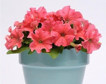 Petunia Seeds 50 Pelleted Seeds Petunia Pretty Grand Coral