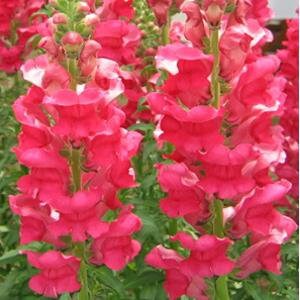 May include: Pink snapdragon flowers in bloom. The flowers are arranged in a vertical cluster, with each flower having a unique shape and texture. The flowers are a vibrant shade of pink, with a slight white edge on the petals.