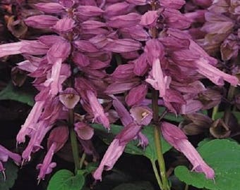 Bulk Flower Seeds 500 Salvia Vista Lavender Seeds