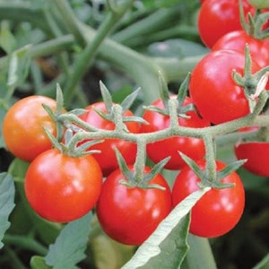 MPB#6 Tomato Seeds Large Red Cherry Tomato 25 thru 2,000 Seeds