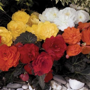 MPB#6 Begonia Seeds Nonstop Mocca Mix 15 thru 250 Pelleted Seeds tuberous begonia