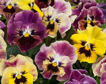 MPB#4 Viola Seeds Frizzle Sizzle Mini Tapestry 25 Seeds Perennial Seeds