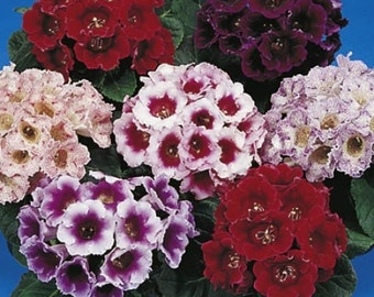 MPB#5 Pelleted Gloxinia Seeds Gloxinia Empress Mix 25 Pelleted Seeds