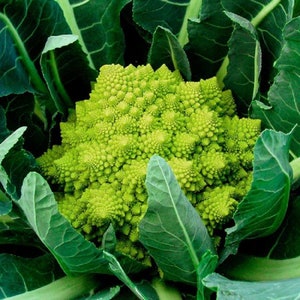 25 Green Cauliflower Seeds Veronica Cauliflower F1 Hybrid Rare Seeds Vegetable Seeds Garden Seeds