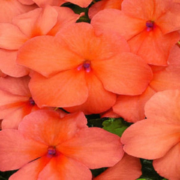 50 Impatiens Seeds Extreme Salmon Flower Seeds