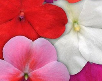 Flower Seeds 50 Impatiens Seeds Impatiens Impreza Rally Mix Seed Mix